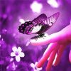 Purple Butterfly Painting By Numbers