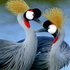 Royal Crane African Birds Paint By Number