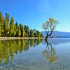 Wanaka Lake Trees Reflection Paint By Number