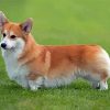 Welsh Corgi Dog Paint By Number