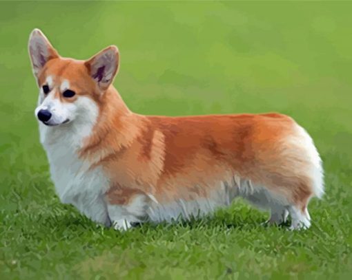 Welsh Corgi Dog Paint By Number