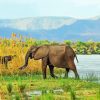 African Zambezi Elephant Paint By Numbers