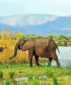 African Zambezi Elephant Paint By Numbers