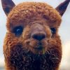 Alpaca Smiling Paint By Numbers