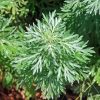 Green Artemisia Plant Paint By Numbers