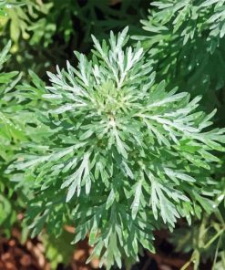 Green Artemisia Plant Paint By Numbers