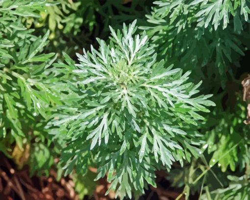 Green Artemisia Plant Paint By Numbers