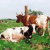 Ayrshire Cows In Farm Paint By Number