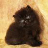 Black Persian Cat Paint By Number