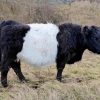 Belted Galloway Cattle Paint By Number