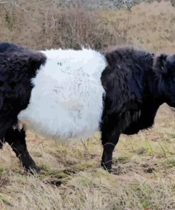 Belted Galloway Cattle Paint By Number