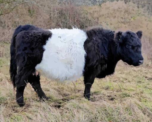 Belted Galloway Cattle Paint By Number