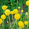 Yellow Billy Buttons Paint By Number