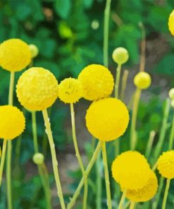 Yellow Billy Buttons Paint By Number