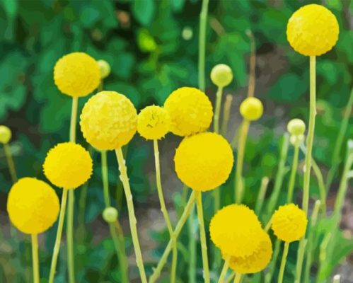 Yellow Billy Buttons Paint By Number