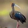 Black Ibis Bird Paint By Number