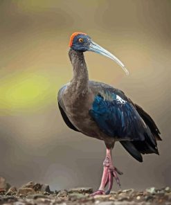 Black Ibis Bird Paint By Number