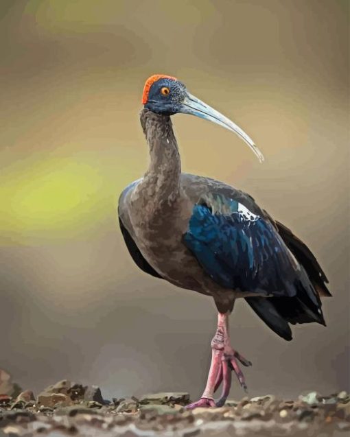 Black Ibis Bird Paint By Number