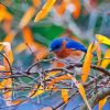 Blue Bird In Autumn Paint By Number