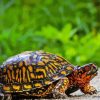 Box Turtle Reptiles Paint By Numbers