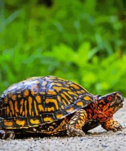 Box Turtle Reptiles Paint By Numbers