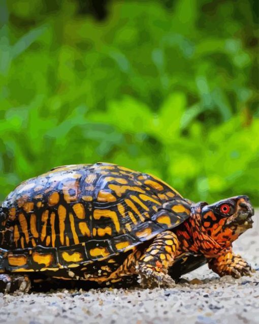 Box Turtle Reptiles Paint By Numbers