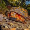 Box Turtle Paint By Number