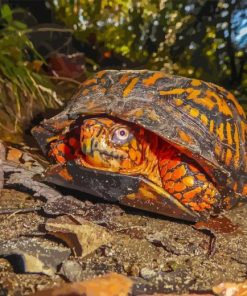 Box Turtle Paint By Number