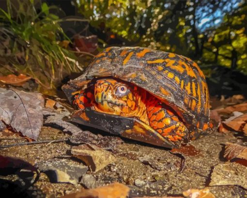 Box Turtle Paint By Number