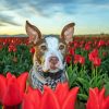 Brown Dog In Tulips Field Paint By Number