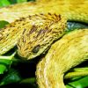 Bush Viper Snake Paint By Numbers