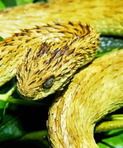 Bush Viper Snake Paint By Numbers