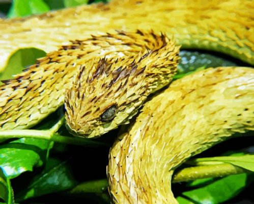 Bush Viper Snake Paint By Numbers