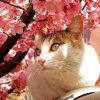 Cat And Cherry Blossoms Paint By Number