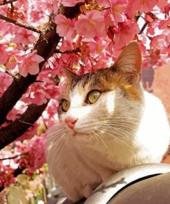 Cat And Cherry Blossoms Paint By Number