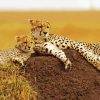 Cheetah And Cubs In Safari Paint By Number