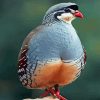 Chukar Birds Paint By Numbers