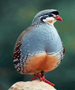 Chukar Birds Paint By Numbers