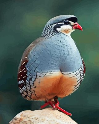 Chukar Birds Paint By Numbers