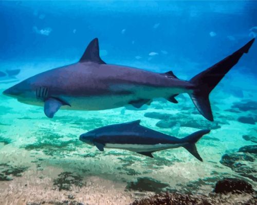 Cobia Fish Underwater Paint By Number