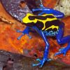 Poison Dart Frogs Paint By Numbers