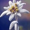 White Edelweiss Flower Paint By Number