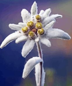 White Edelweiss Flower Paint By Number