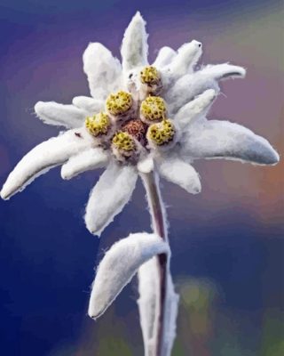 White Edelweiss Flower Paint By Number