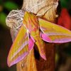 Elephant Hawk Moth Paint By Number