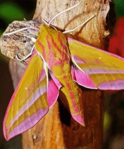 Elephant Hawk Moth Paint By Number