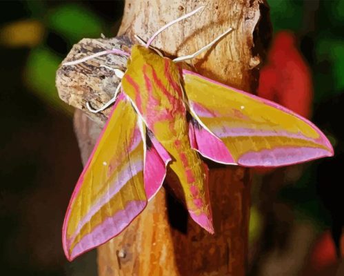 Elephant Hawk Moth Paint By Number