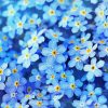 Blue Forget Me Nots Flowers Paint By Numbers