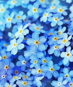 Blue Forget Me Nots Flowers Paint By Numbers