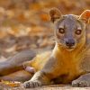 Fossa Animal Paint By Number